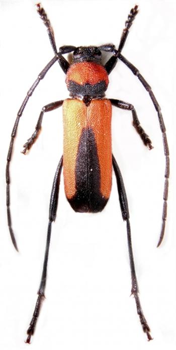 سوسک شاخک بلند قرمز پسته